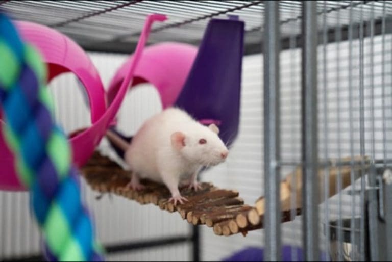 World Rat Day Celebrates The Kindness and Intelligence Of ‘Unloved’ Pet