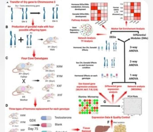 Men Are Men And Women Are Women? Think Again!