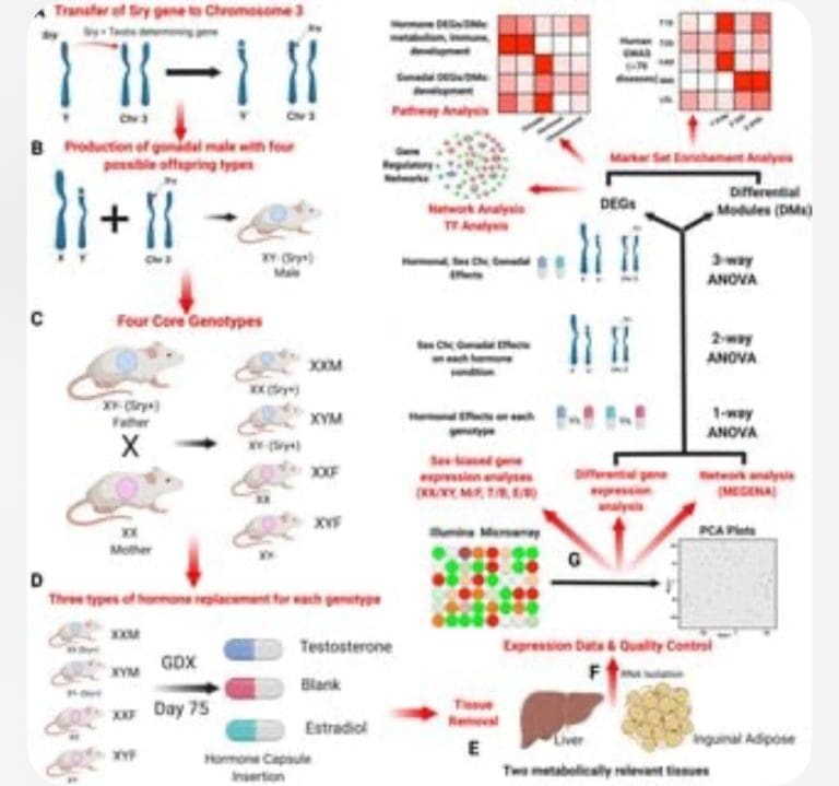 Men Are Men And Women Are Women? Think Again!