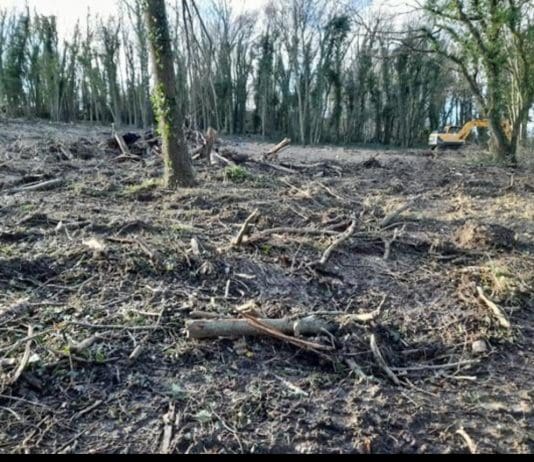 Weymouth Company Ordered To Urgently Replace Trees Following Illegal Felling