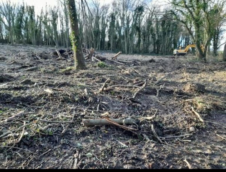 Weymouth Company Ordered To Urgently Replace Trees Following Illegal Felling