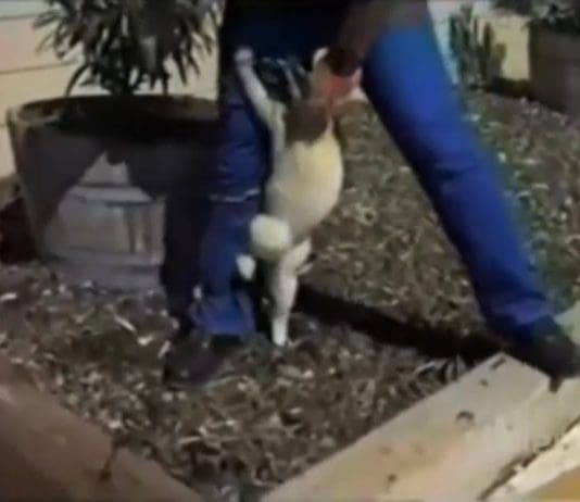 Who Remembers ‘Pinky, the Very Loving Cat’?