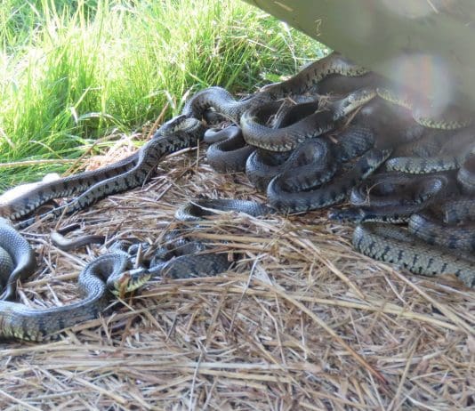 Rise in Stray Snake Reports As Heat Increases Their Escape Artistry