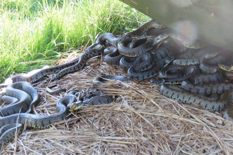 Rise in Stray Snake Reports As Heat Increases Their Escape Artistry