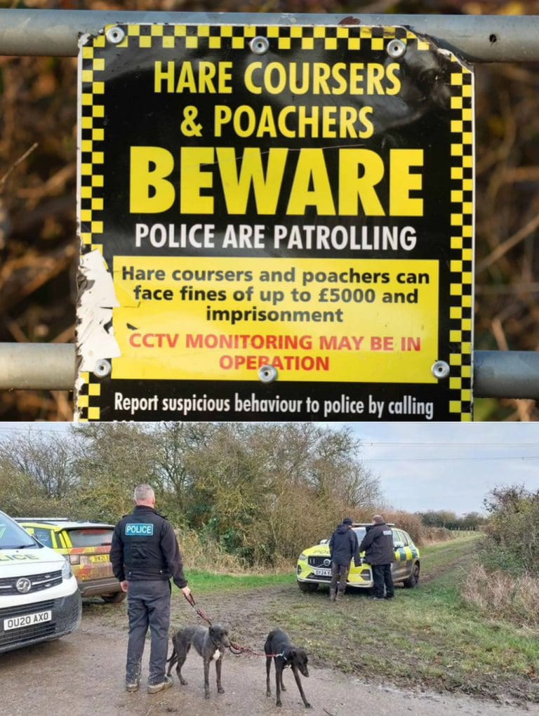 Organised Crime Behind Illegal Poaching And Hare Coursing Across Dorset