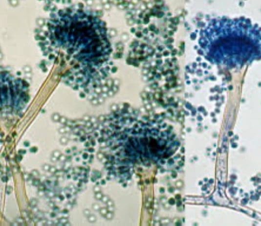 We Cannot Say We Were Not Warned: Killer Fungus On Its Way