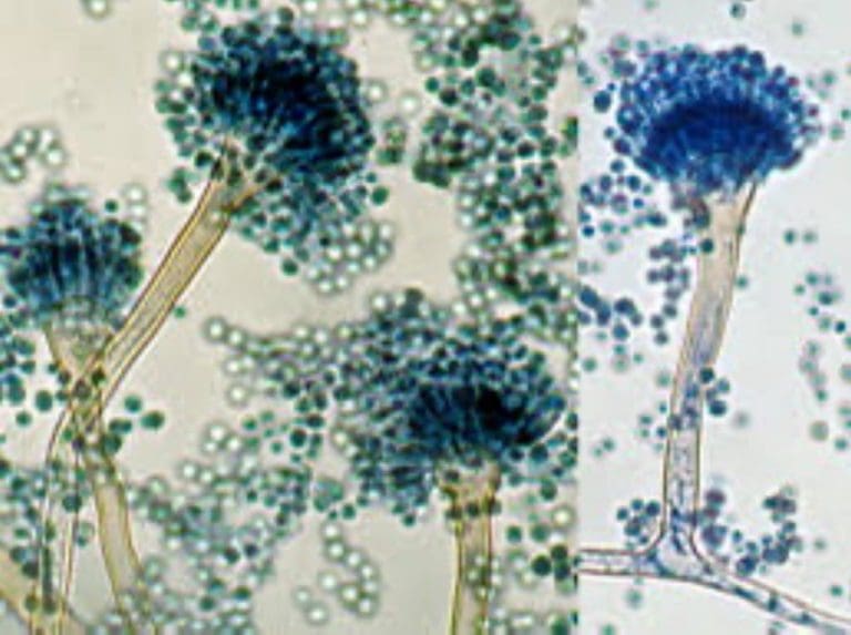 We Cannot Say We Were Not Warned: Killer Fungus On Its Way