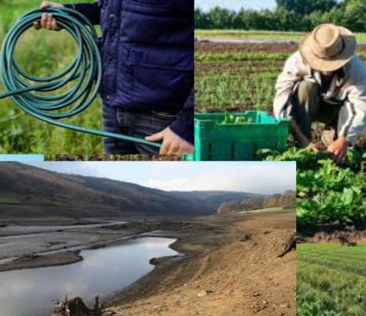 Farmer’s Warnings and Hosepipe Bans as Global Warming Threatens UK