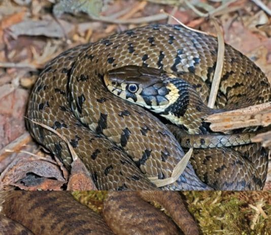 Snakes Out Enjoying The Weather In Dorset Today, But Can You Tell The Difference Between An Adder And A Grass Snake?