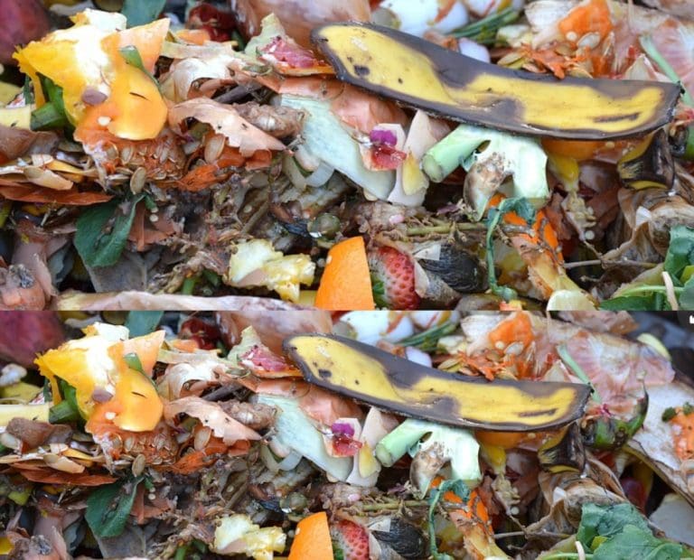 Stop Throwing Food Away — You Are Wrecking the Climate