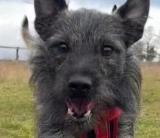 Levy’s Brutal Death Could Have Been Avoided