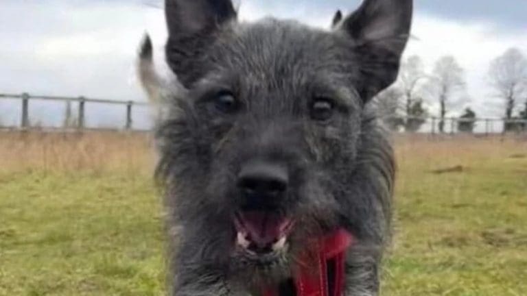 Levy’s Brutal Death Could Have Been Avoided