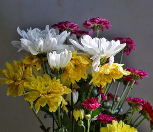 Flowers Across the Globe: Dorset’s Way to Share Love