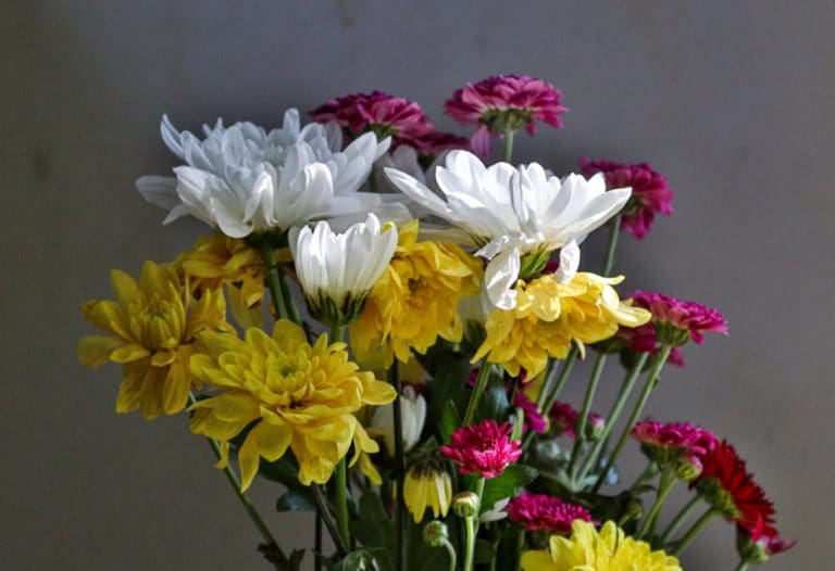 Flowers Across the Globe: Dorset’s Way to Share Love