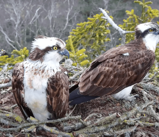 Poole’s Rare Ospreys in Record-Breaking Egg Laying Feat