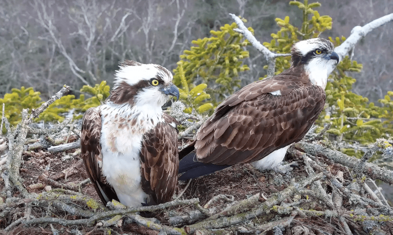 Poole’s Rare Ospreys in Record-Breaking Egg Laying Feat