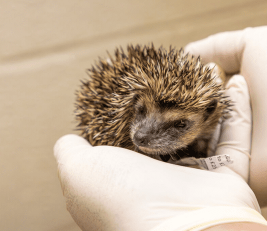 RSPCA Reveals Top Five Wild Animals in Dorset Who Need Your Help