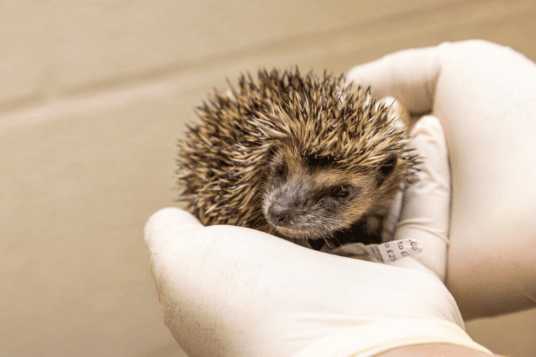RSPCA Reveals Top Five Wild Animals in Dorset Who Need Your Help