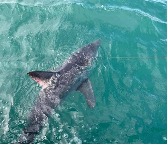 Shark Spotted Off Dorset Beach
