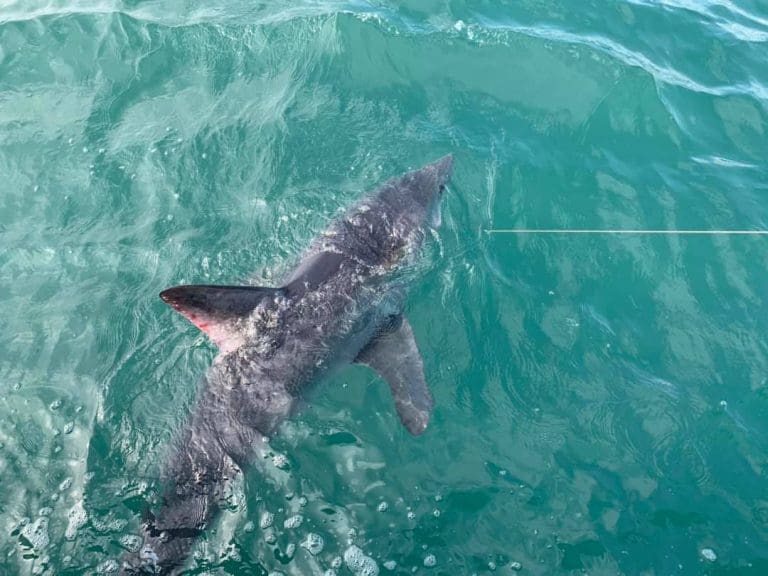 Shark Spotted Off Dorset Beach