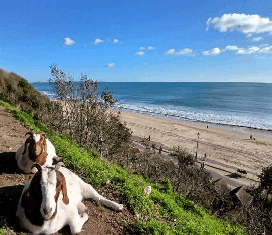 Wonderful Achievement As Bournemouth, Christchurch and Poole Declared Country’s First ‘Nature Towns’
