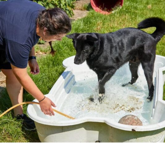 Heatwave Pet Care Myths: RSPCA Pet Experts Debunk Ten Common Misconceptions