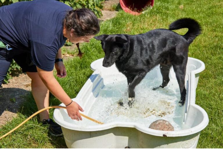 Heatwave Pet Care Myths: RSPCA Pet Experts Debunk Ten Common Misconceptions