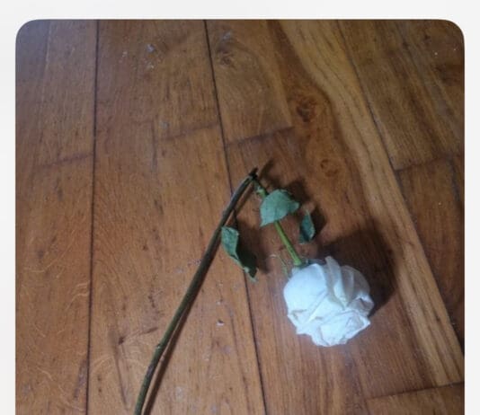 A BROKEN WHITE ROSE …. AND THE POLICE SERGEANT’S WORDS THAT HAD ME IN TEARS!