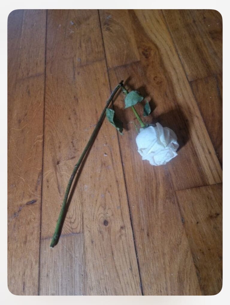 A BROKEN WHITE ROSE …. AND THE POLICE SERGEANT’S WORDS THAT HAD ME IN TEARS!