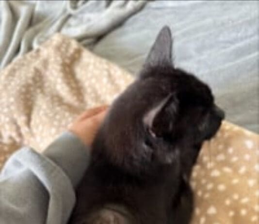 Nala Loses Leg Following Shooting With An Air Rifle