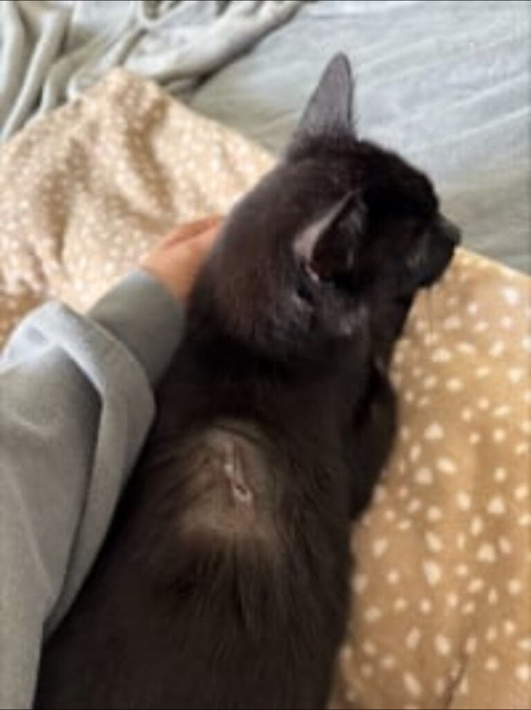 Nala Loses Leg Following Shooting With An Air Rifle