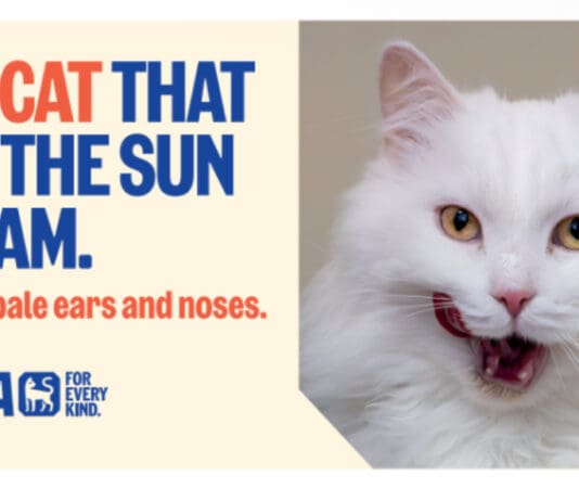 The Cat That Got The Cream: Make Sure Your Moggy is Protected This Summer