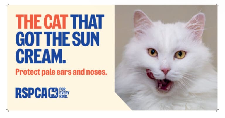 The Cat That Got The Cream: Make Sure Your Moggy is Protected This Summer