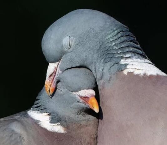 Pigeons Are Not Pests. They Are Creatures of Intelligence and Loyalty