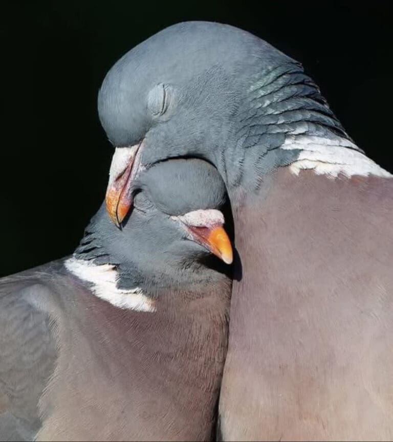 Pigeons Are Not Pests. They Are Creatures of Intelligence and Loyalty