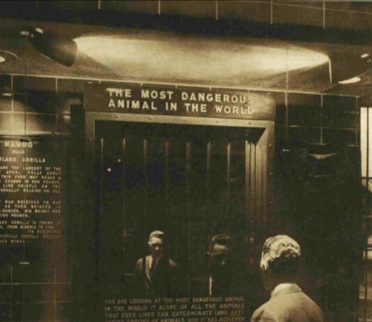 The Most Dangerous Animal In The World: A Reflection From The Bronx Zoo, 1963
