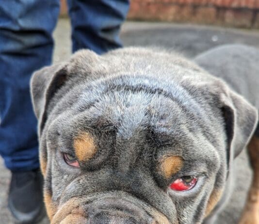 New RSPCA Figures Reveal 315 Reports of Summer Cruelty in Dorset