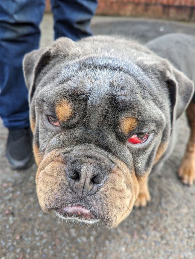 New RSPCA Figures Reveal 315 Reports of Summer Cruelty in Dorset