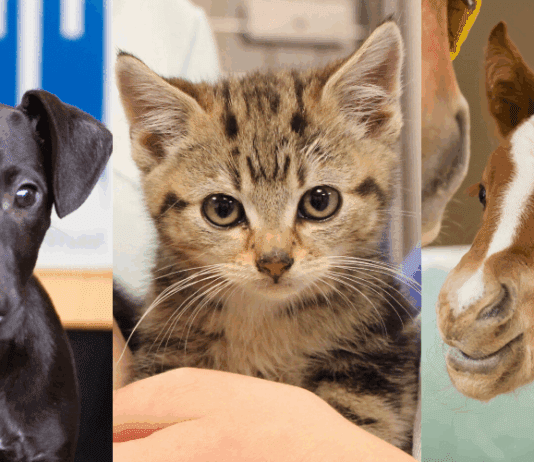 RSPCA Reveals Some Sickos Amongst Us