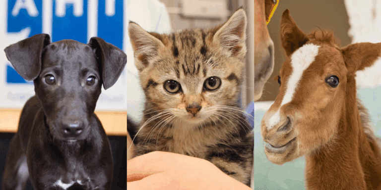 RSPCA Reveals Some Sickos Amongst Us