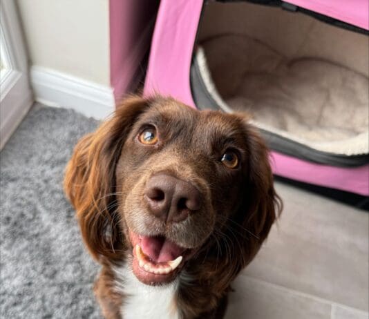 Animal Cruelty is on the Rise and CCTV Footage, Doorbell Cameras and Smartphones Are Capturing The Culprits