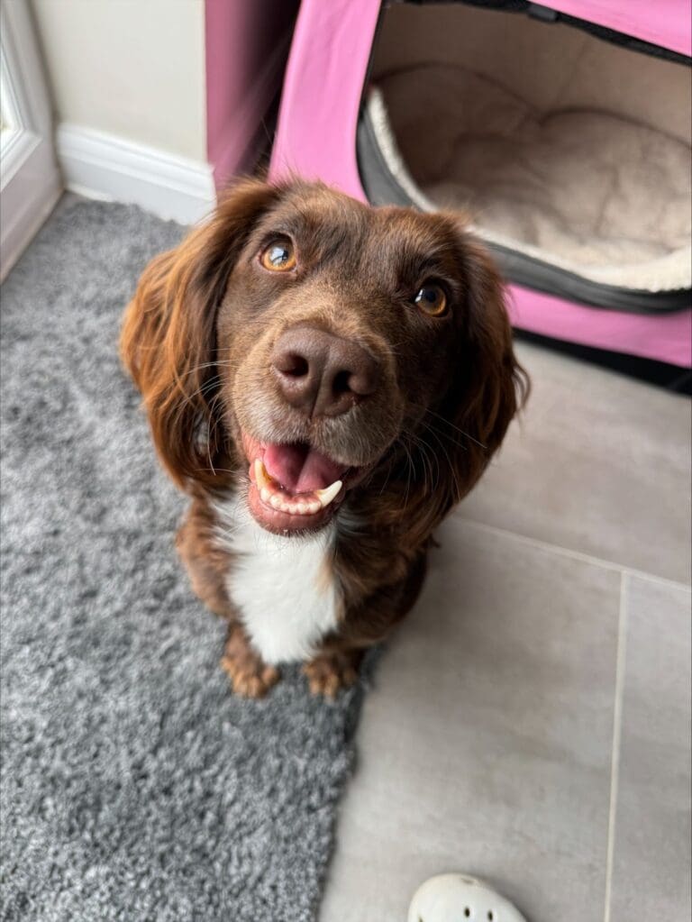 Animal Cruelty is on the Rise and CCTV Footage, Doorbell Cameras and Smartphones Are Capturing The Culprits