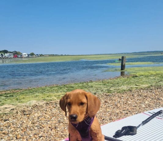 Suspended Jail Term For Man Who Let Three Dogs Die In Hot Car