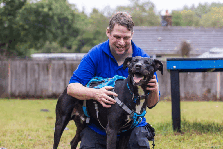 RSPCA: Large Dogs Are Desperate For Adoption