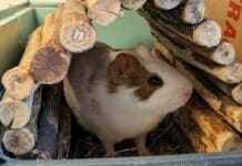 Overlooked and Unloved: RSPCA Pleads for Homes as ‘Small Furries’ Crisis Grows