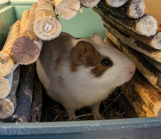 Overlooked and Unloved: RSPCA Pleads for Homes as ‘Small Furries’ Crisis Grows