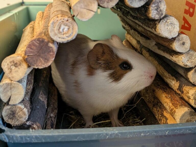 Overlooked and Unloved: RSPCA Pleads for Homes as ‘Small Furries’ Crisis Grows