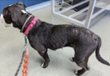 Animal Ban For Weymouth Owner Who Neglected His Starving Dog