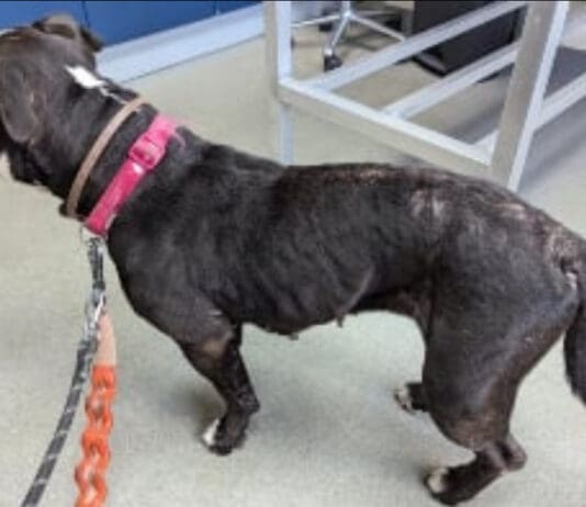 Animal Ban For Weymouth Owner Who Neglected His Starving DogÂ