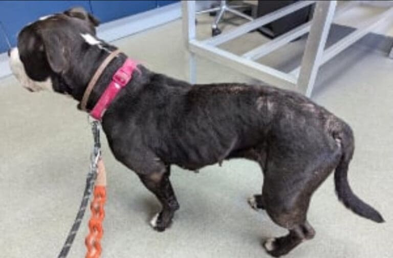 Animal Ban For Weymouth Owner Who Neglected His Starving Dog 